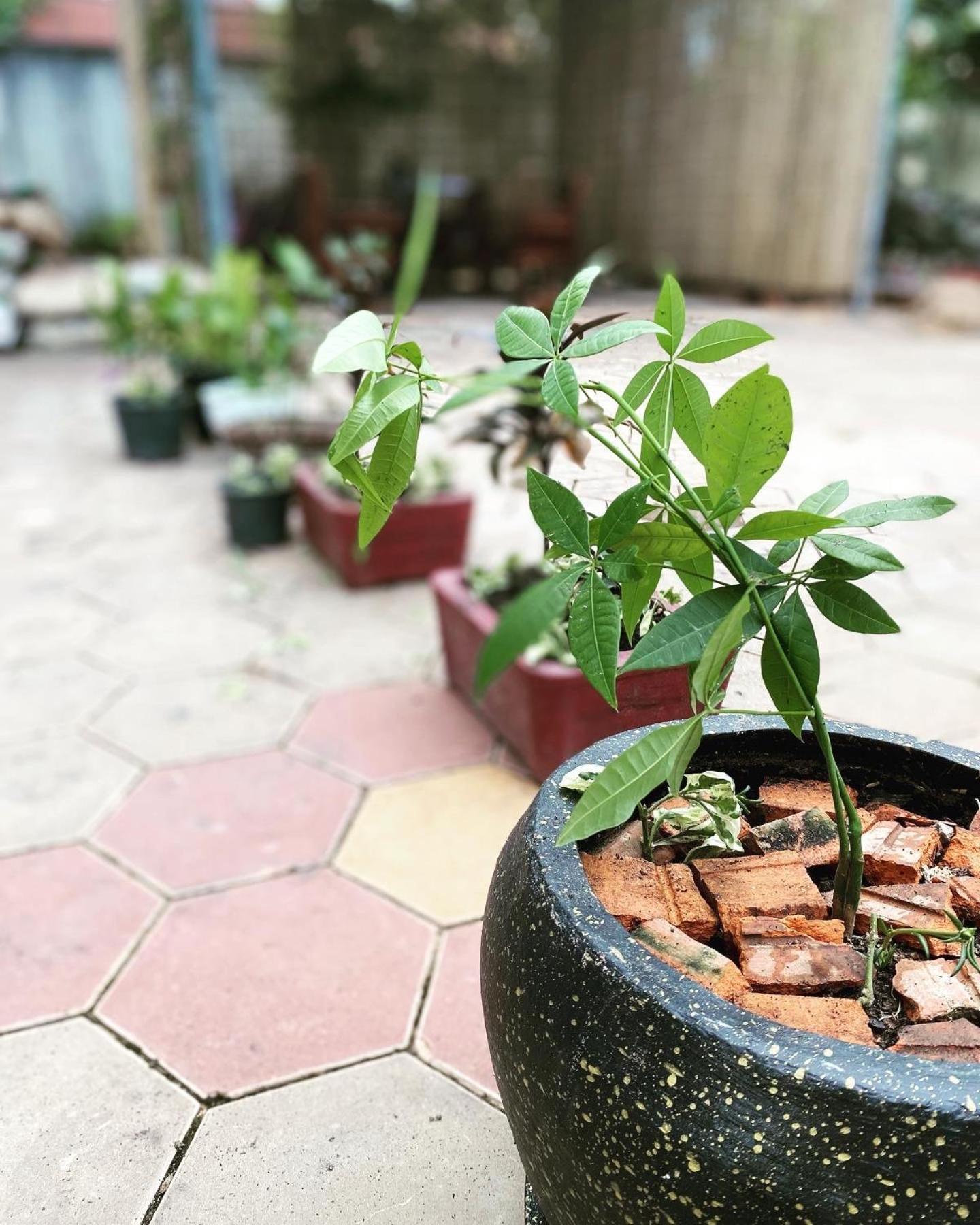 Bloom Garden Bed & Breakfast Siem Reap Ngoại thất bức ảnh